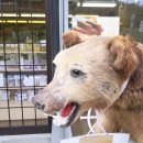 하나목장 이미지