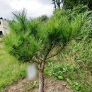 강아지 펫 헤븐 이미지