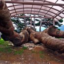 왕소나무길 이미지