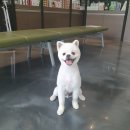 수목원동물병원 이미지