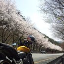 대구팔공산 벚꽃 이미지
