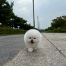 디디에퍼피 이미지