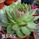 엘도라도 이미지