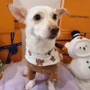 비어마이독 이미지