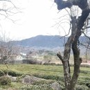 제다원초가집 이미지