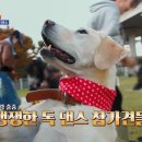 스카이개슬 이미지