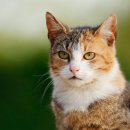 해운대 24시 동물의료원 이미지