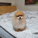 오렌지펫살롱 이미지