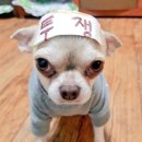 안화고등학교 | 🐶강한 그녀의 일상