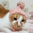 똥꼬냥