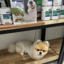 웰니스동물병원(롯데월드점) 이미지