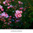 형산강 장미원 이미지