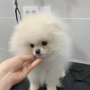 토브 펫 살롱 이미지