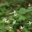【외대으아리 Clematis brachyura Maxim】 「위령선(威靈仙)」 이미지