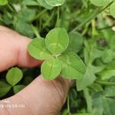 입이 트이는 영어 이미지