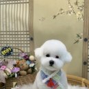 폴짝그루밍