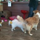 왈왈애견 이미지