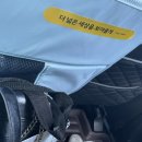 위더스 펫 이미지