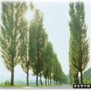 미루나무 이미지