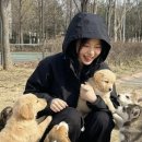 강아지나라 강아지분양 익산점 | 유기견 보호소 봉사 후기,강아지 옷 무료 입양 분양 기부