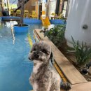 동건스애견카페 | 대구 애견카페 컴페니언 대구 경북 최대 규모에 가성비 좋은 애견카페