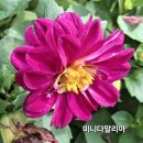 다알리아 - 부천시 원미구 부일로460번길 5 | 다알리아
