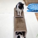 행운냥이 | [일상] 맥도날드 행운버거(스페셜)먹어본 솔직후기+울집 냥이들 일상