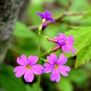가북면사무소 | 태백산국립공원 소문수봉 문수봉 태백산 장군봉 반재 주말산행