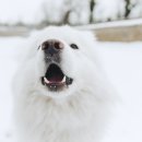 위즈동물메디컬센터 이미지