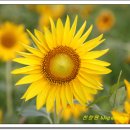 광(光)농장 이미지