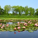 삼락생태공원 이미지