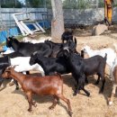 문안산 흑염소 이미지