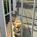 돌사랑 | 하와이 빅아일랜드 일일투어 1탄-코나 커피농장/푸날루 도넛/블랙샌드비치 🤟