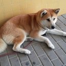 미소종합동물병원 이미지