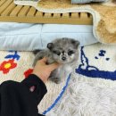 이쁜멍멍이 이미지