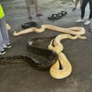 나비농장2 이미지