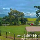 보령애견동반펜션 피노비스타 이미지