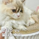 초초펫 | 강아지펫티슈 일반 물티슈 차이, 물티슈 3종 비교
