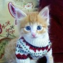 이쁜냥이 이미지