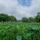 군산박대삼촌 이미지