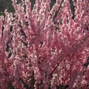 김용준농장 | 매화-매실나무