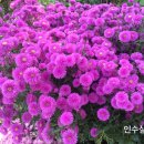 천우화원 이미지