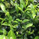 시즌글라스 이미지