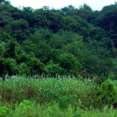 (구석구석 맛기행 제1탄) 군산 간장꽃게장과 월명공원. 이미지