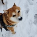 플레이하운드 이미지