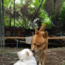 애견가을농장 이미지