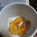 입양후기 :: Red gecko 방문 및 입양