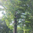나무그늘파크(park) 네이버블로그