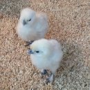 현성농장 이미지