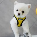 치유동물병원 이미지